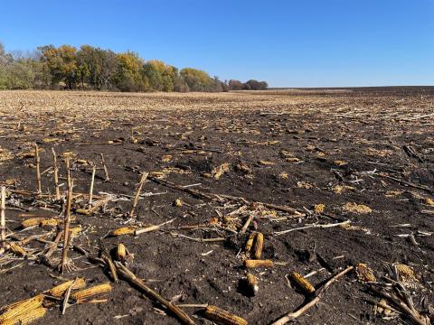 Corn residue burned in field