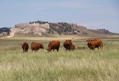 Cattle in pasture