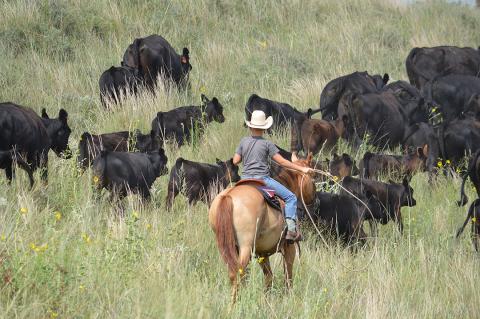 Youth on horse ropes cattle