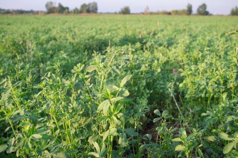 Green alfalfa field