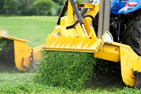 Alfalfa exiting machinery during harvest