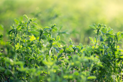 Alfalfa field during summer