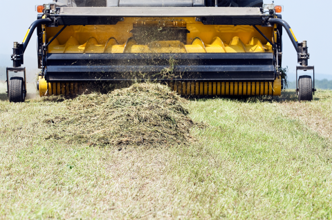 Alfalfa windrow being collected by harvester