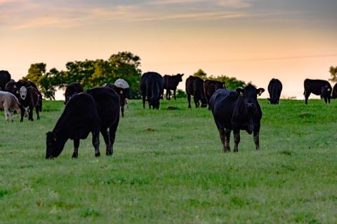 Angus cattle feed in pasture
