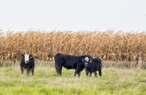 Cattle feed in pasture adjacent to corn field