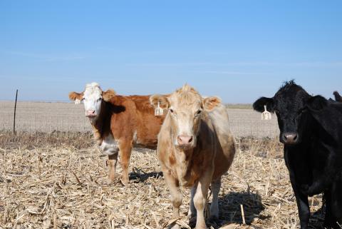 Cattle grazing corn residue