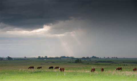 Cattle grazing pasture under storm clouds