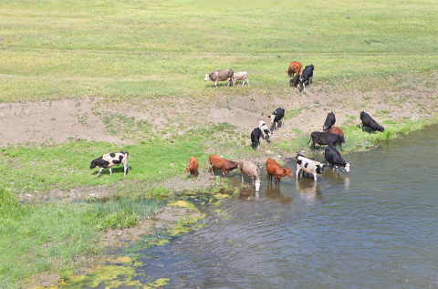 Cattle drinking from pond