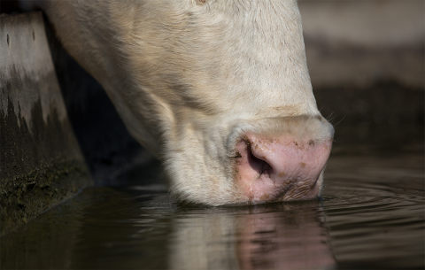 Cow drinking water from stocktank