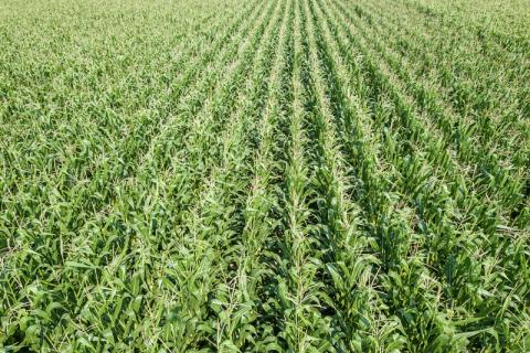 Corn field in aerial view