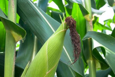 Corn in dented growth stage