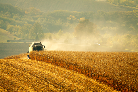 Combine harvesting corn field