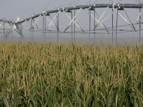 Corn field receiving irrigation in late season