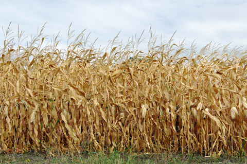 Field of mature corn