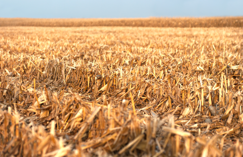 Corn residue in field