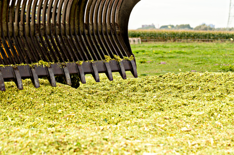 Pile of harvested corn for silage