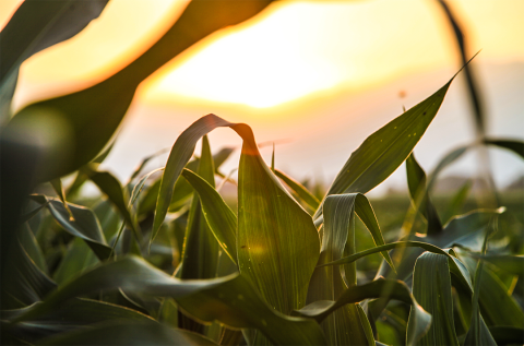 Corn field at sunset