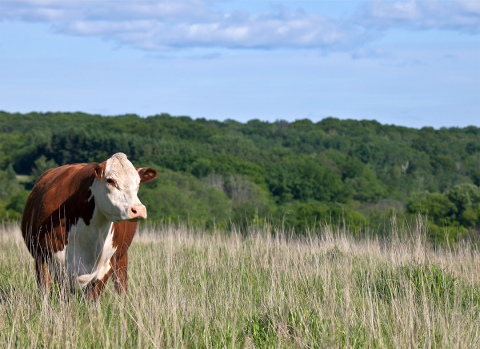Cow in tall grass