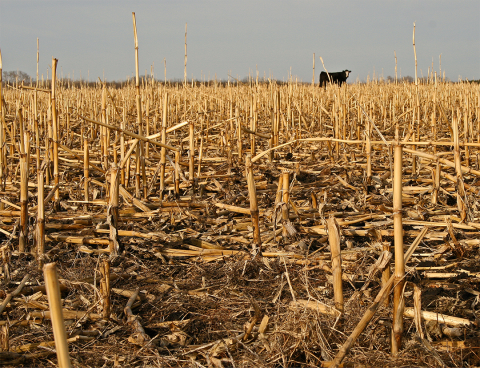 Cow grazes in corn residue