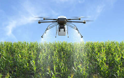 Drone spraying corn field