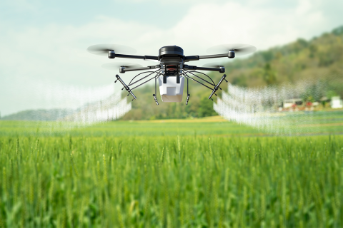 Drone spraying wheat field