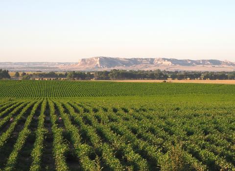 Dry bean field