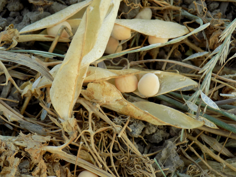 Dry peas in field