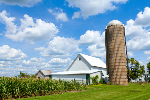 Farm and barns near cornfield