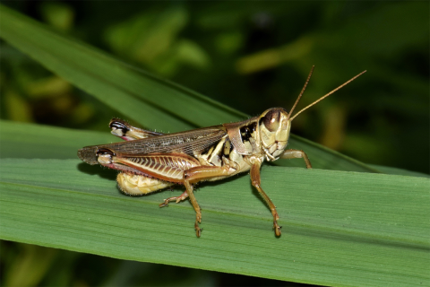 Grasshopper on plant leaf