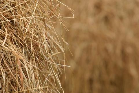 Hay in stacks