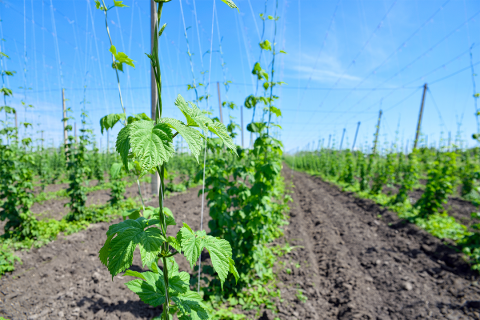 Hops field