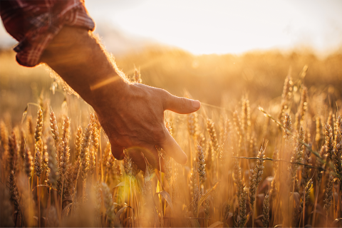 Man touching wheat while walking through field