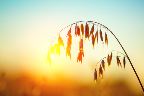 Oat field at sunset