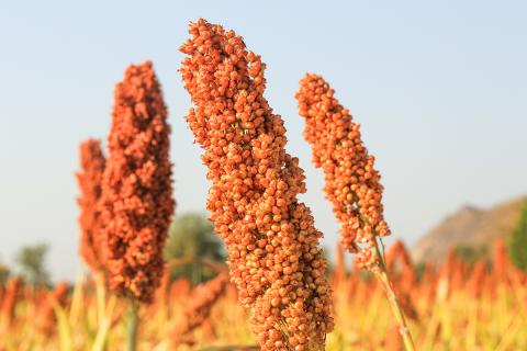 Closeup of sorghum plants