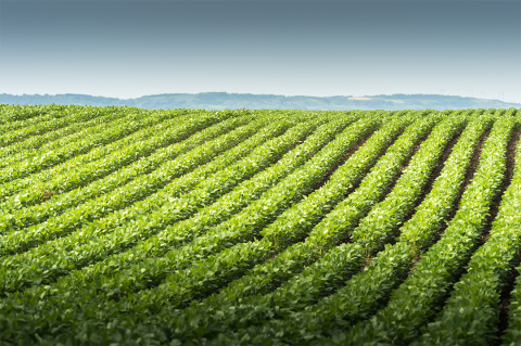 soybean field during summer