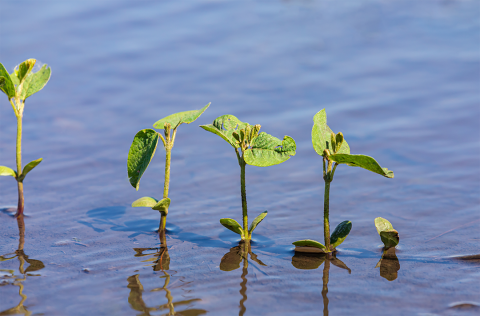 flooded soybean plants