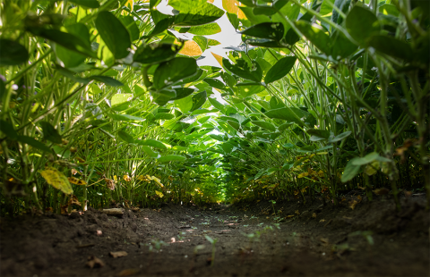 Soybean field at ground view