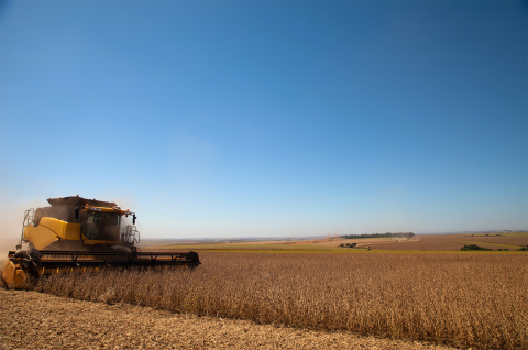 Soybean field during harvest