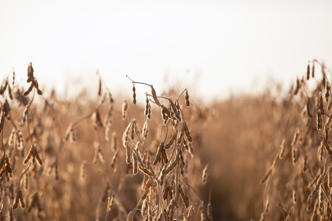 Mature soybean field