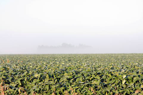 Field of maturing soybean under fog