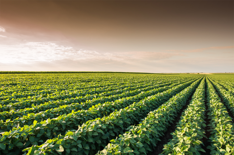 Soybean field during summer sunset