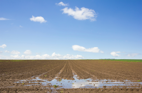 Saturated crop field with standing water and tire tracks