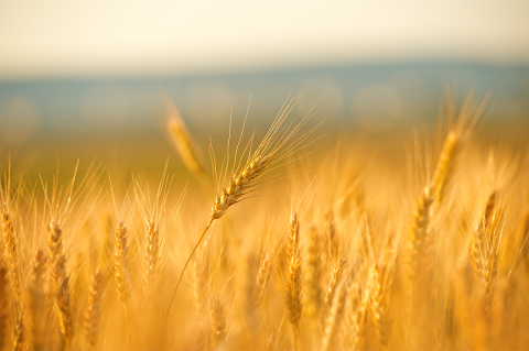 Wheat field