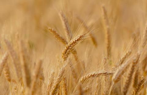 Mature wheat field