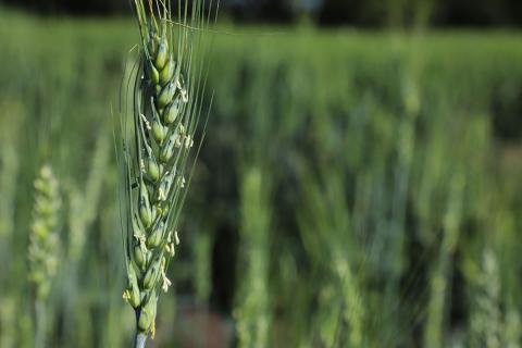 wheat field