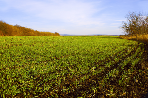 Winter wheat seedlings in field during autumn