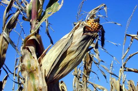 Mature ear of corn