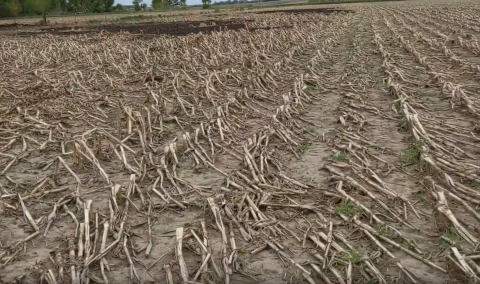 Unplanted acres with corn residue