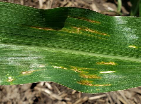 Bacterial leaf streak on corn