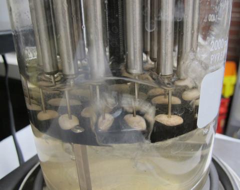 Dry edible beans being cooked to test various variety attributes, including cooking time